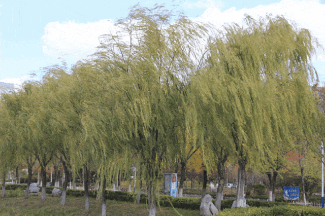 石家莊限行尾號(hào)5和0_石家莊限行區(qū)域_限行