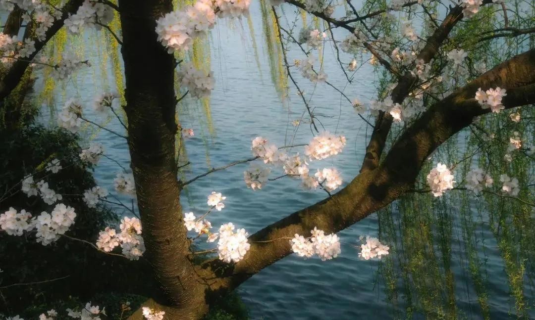 字母車牌尾號(hào)限行規(guī)則_天津2025夏季限行政策_(dá)限行