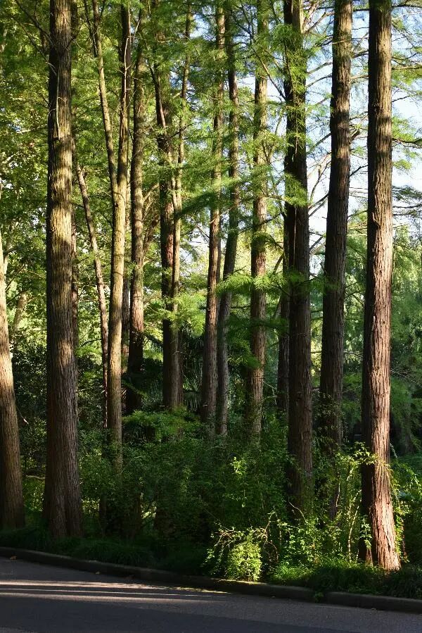 國(guó)慶中秋雙節(jié)出行安全提示_國(guó)慶節(jié)高速免費(fèi)通行時(shí)間_出行提示